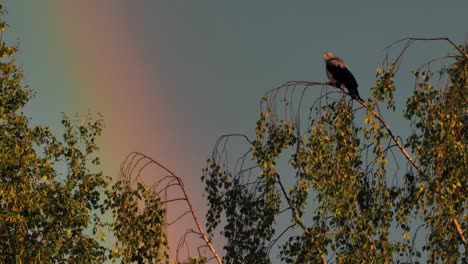 el cuervo en la cima de los árboles el arco iris en el cuervo