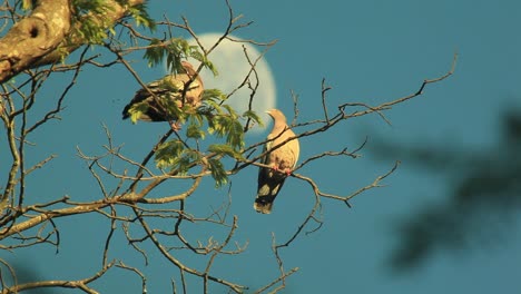Ein-Taubenmännchen-Posiert-Und-Führt-Einen-Paarungstanz-Für-Ein-Weibchen-Auf,-Mit-Dem-Mond-Im-Hintergrund