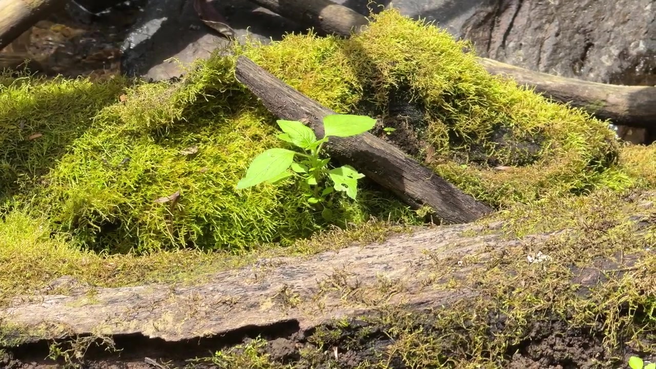 Piccola pianta verde che cresce su un tronco muschioso nella foresta