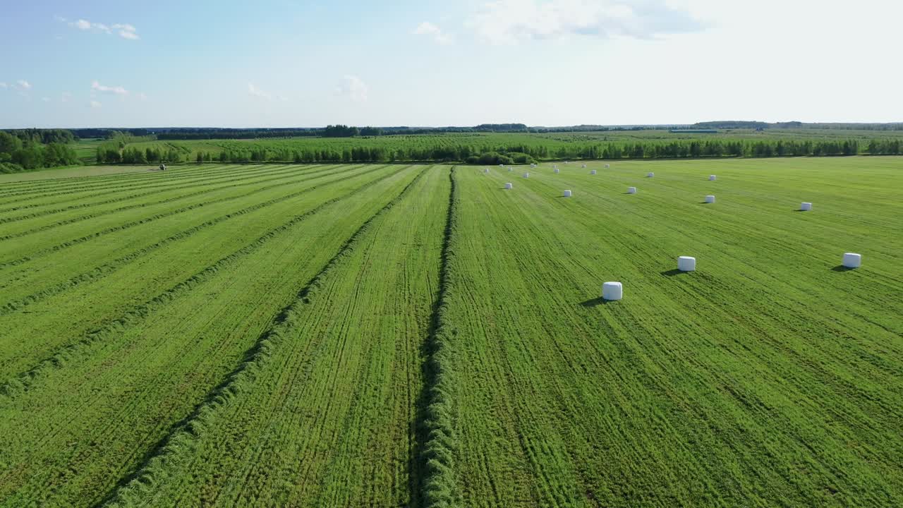 Campo agricolo con erba falciata e rotoballe di fieno avvolte in un imballaggio per l'insilato