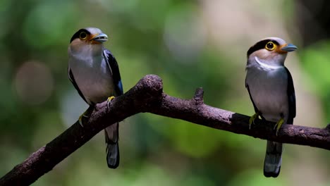 Two-individuals,-male-and-female,-ready-to-deliver-food-as-the-camera-zooms-out,-Silver-breasted-Broadbill-Serilophus-lunatus,-Thailand