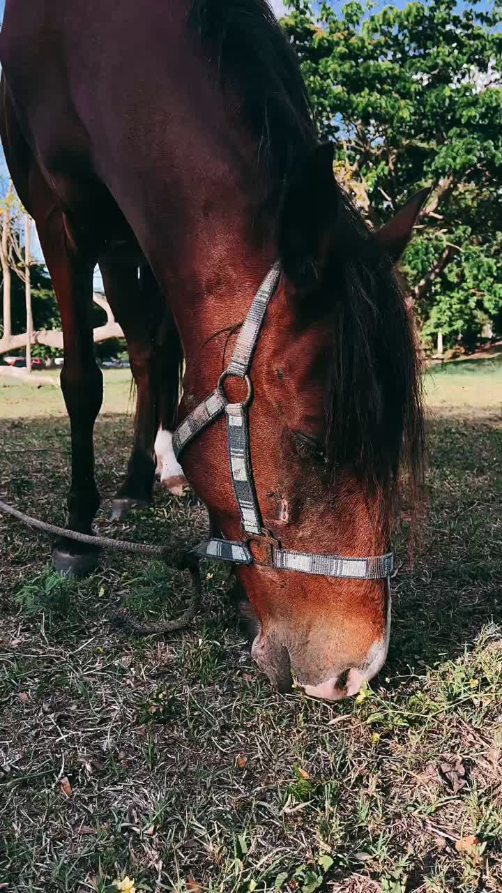caballo marrón pastando en un campo