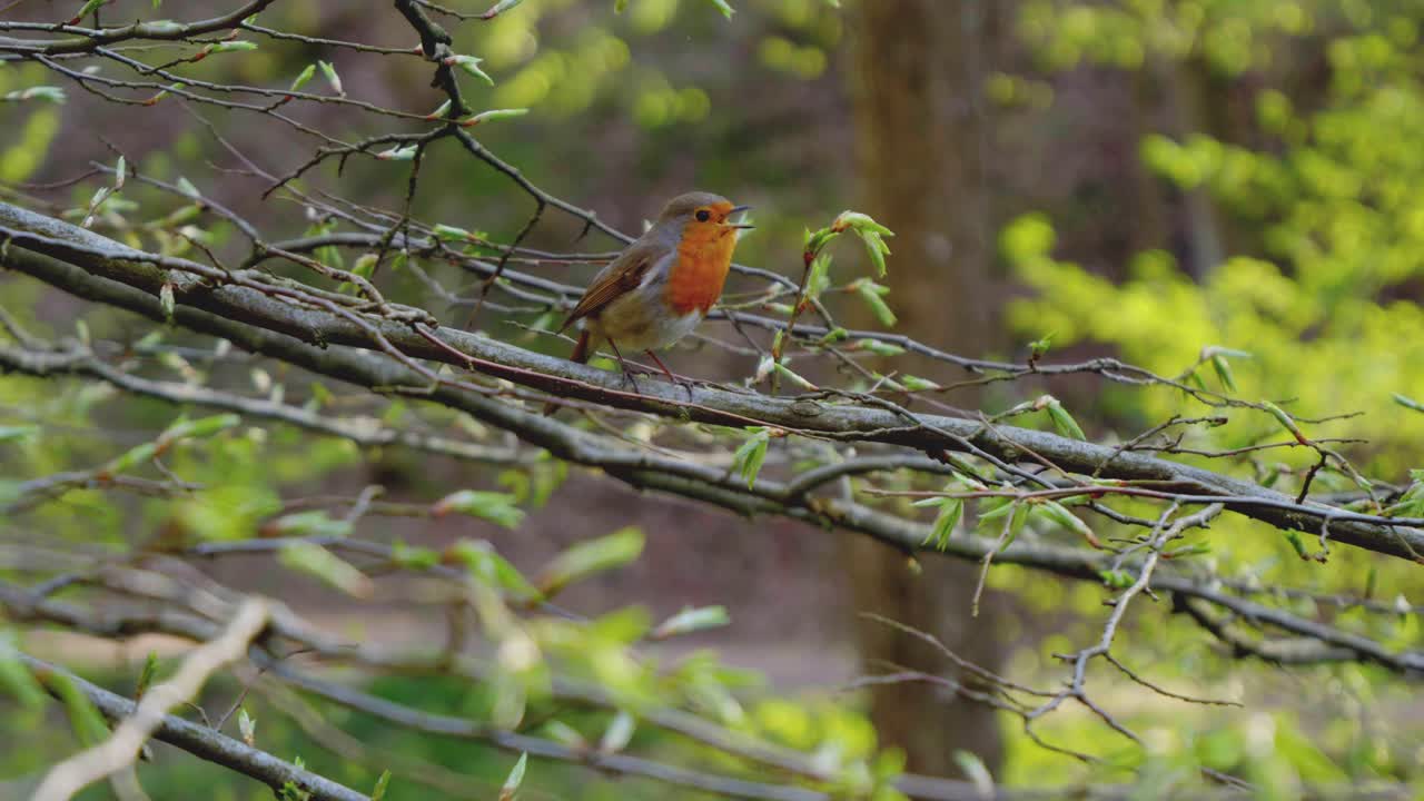 un pequeño pájaro colorido está sentado en una rama de un árbol en el bosque y chirriando