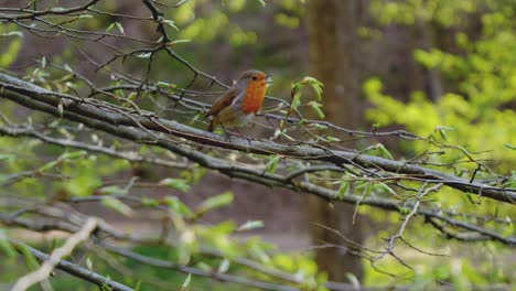 a small colorful bird is sitting on a tree branch in the forest and chirping
