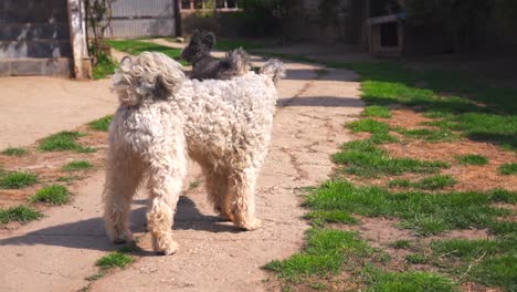 purebred pumi dogs looking around and running in a garden on a sunny day