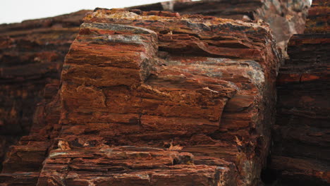 giant wood log at petrified forest national park in arizona, close up panning shot