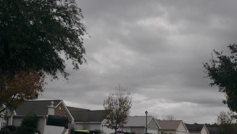 murmuration flock of birds flying over neighborhood