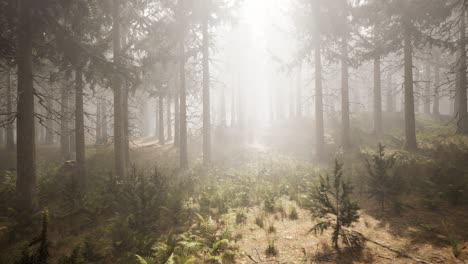 Sunbeams-in-Natural-Spruce-Forest