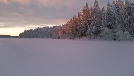 Low,-forward-flying,-aerial-shot-over-a-frozen-lake-covered-in-snow-towards-a-winter-spruce-forest-at-sunrise