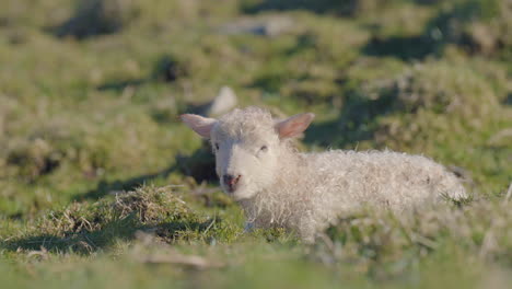 Woolly-newborn-lamb-lying-in-pasture