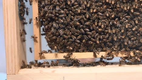 A-bustling-colony-of-honey-bees-resides-within-the-commercial-beehive,-serving-beekeeping-purposes