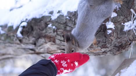 squirrel feeding in winter