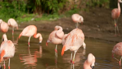un grupo de flamencos chilenos de color rosa brillante beben agua y se acicalan las plumas en un lago