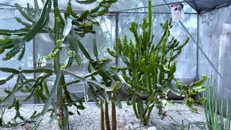 cacti in a greenhouse environment, bangkok, thailand