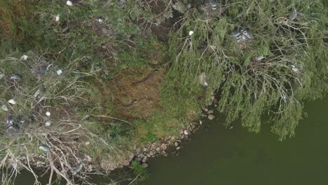 Drone-aerial-zoom-in-of-a-Giant-water-monitor-lizards-sunning-on-a-bird-island