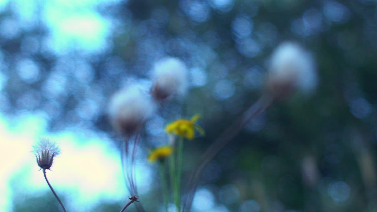 필드에 있는 꽃의 포커스 랙 샷을 닫습니다.