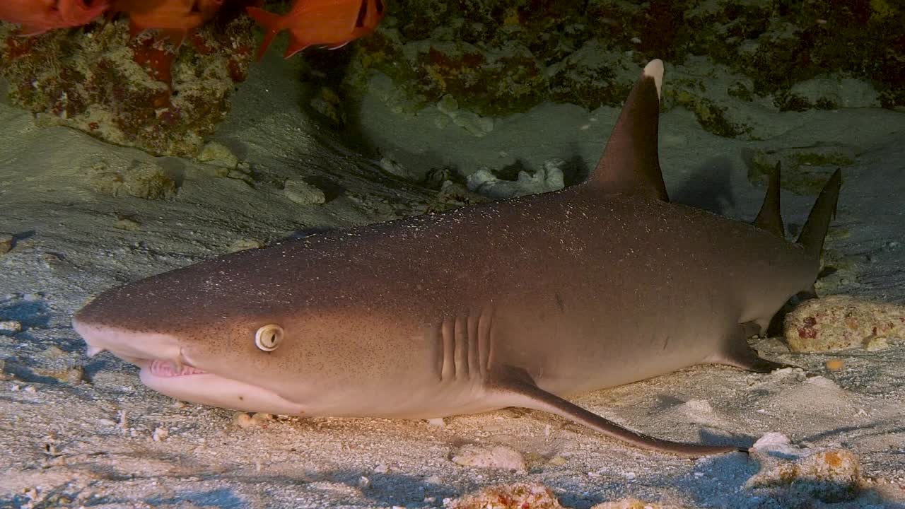 tiburón de arrecife de punta blanca descansando en la arena en una cueva, rodeado de peces de arrecife tropical
