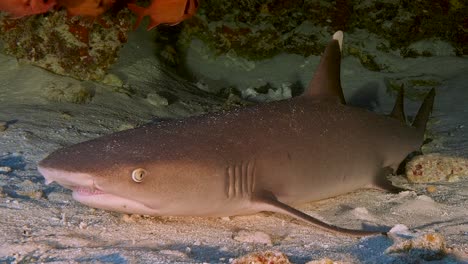 Weißspitzen-Riffhai,-Der-Auf-Dem-Sand-In-Einer-Höhle-Ruht,-Umgeben-Von-Tropischen-Rifffischen