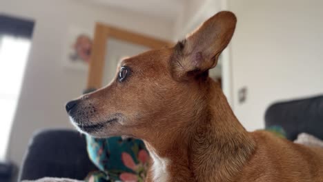 Video-Cinematográfico-De-Arriba-Hacia-Abajo-De-Un-Perro-Marrón-Joven-Y-Viejo-Mirando-La-Ventana-Y-Sin-Interesarse-Por-El-Dueño-Ni-La-Cámara.