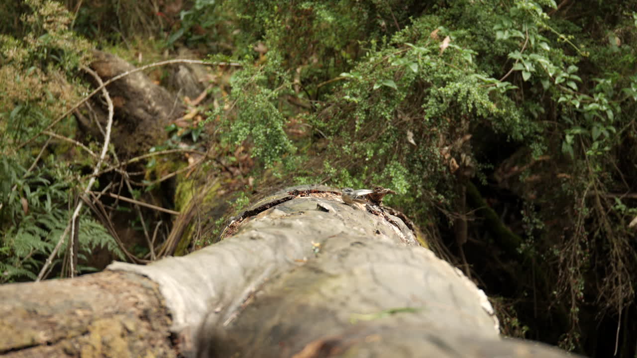Un piccolo uccello grigio si posa su un albero caduto nel Parco Nazionale Otway Ranges, Australia.
