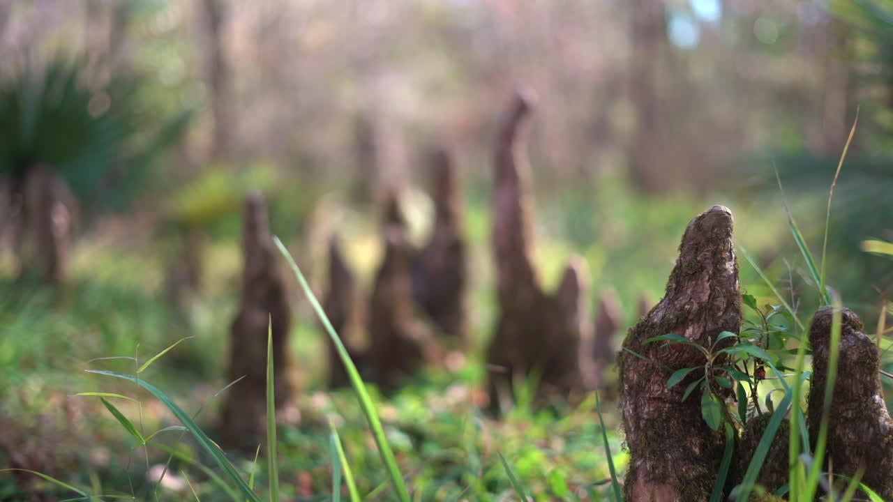 percha de aire de los cipreses calvos crecen en el bosque pantanoso - tiro de enfoque hacia adelante de ángulo bajo - pantalla de título de naturaleza perfecta
