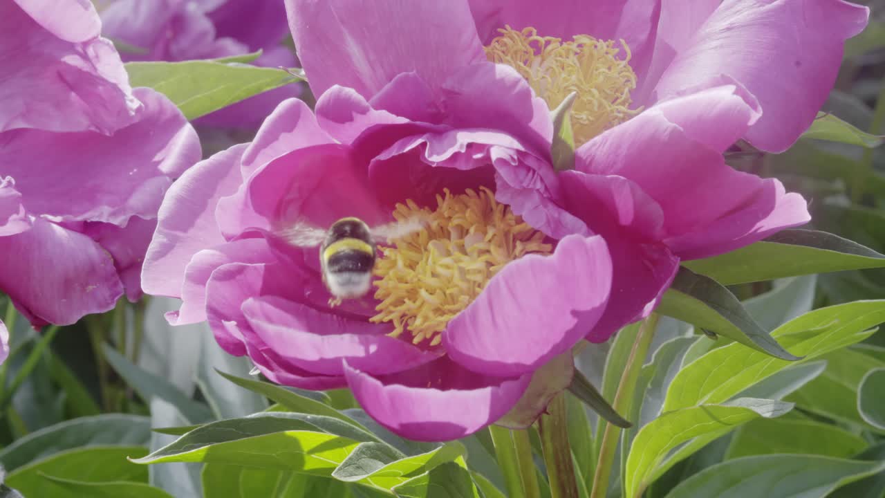 Bumblebee pollinating natures wild Peony flowers in summer meadow Close-Up