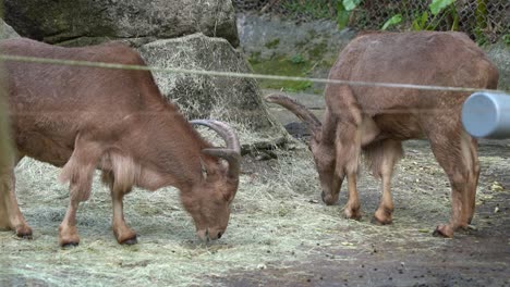 Mountain-goats-in-the-zoo-wildlife-sanctuary