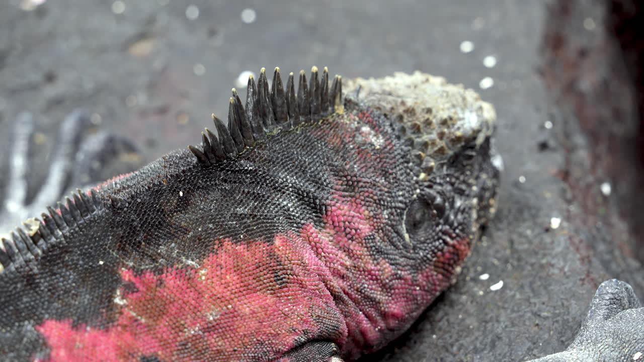 vista de cerca de las texturas de la piel y los colores de la iguana navideña en punta suárez en las galápagos