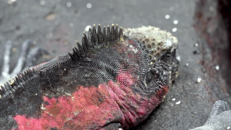 close up view of skin textures and colours of christmas iguana at punta suarez in the galapagos