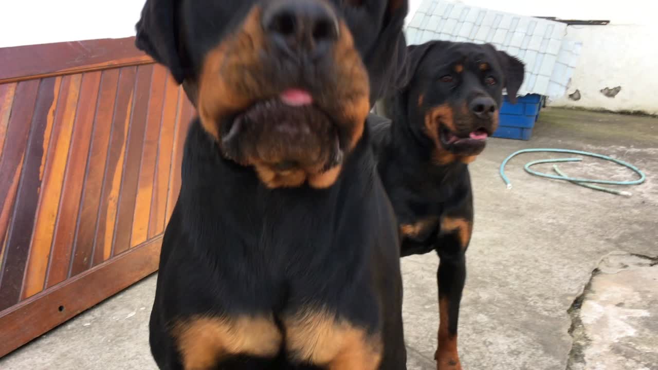 perros rottweiler encadenados a la pared que quieren atención y escapar de la domesticación