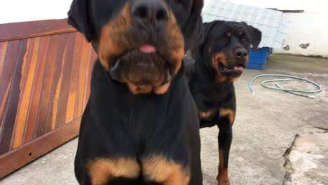 rottweiller dogs chained to the wall wanting attention and to escape from domestication