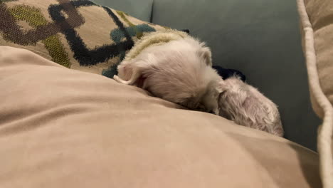 close up of adorable puppy dog lying down sleeping on cute cosy couch and doggy pillow resting