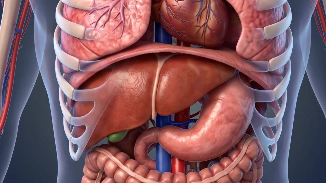 Clinical transparent torso revealing detailed digestive organs in a detailed medical visualization