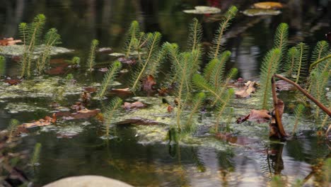 aquatic plants in the middle of a natural pond, a symbol of biodiversity and respect for the environment.