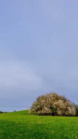 vertical timelapse of blooming white spring tree on green meadow hill under clear blue sky with soft moving clouds. countryside sunset timelapse