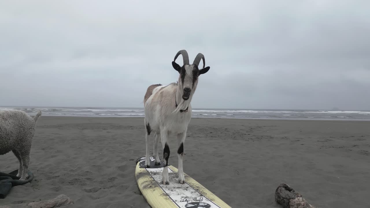 동물과 스포츠 결합