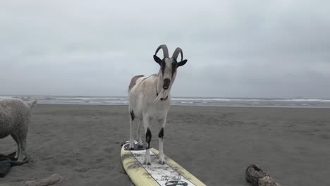 animales y el deporte se combinan