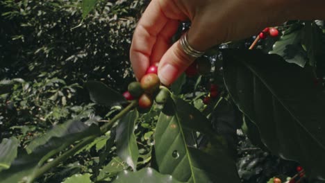 hand picking coffee cherries from the tree