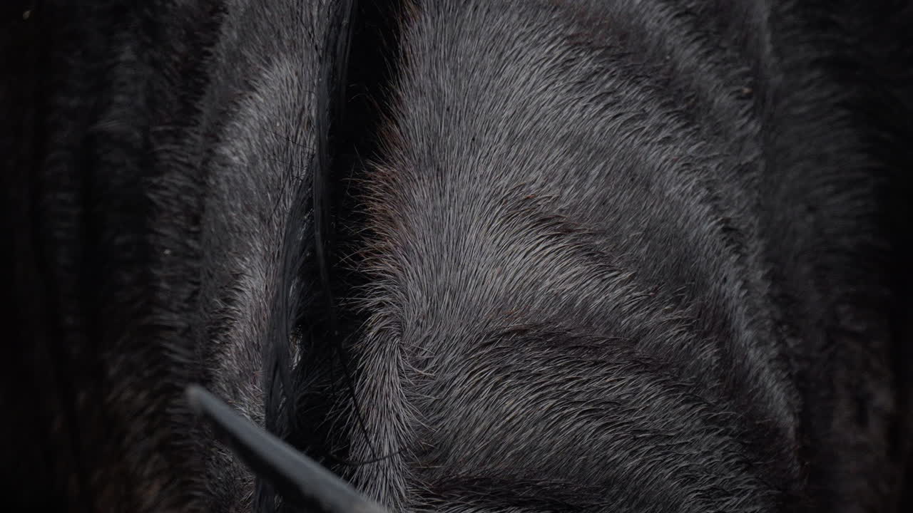 Close-up of wet animal fur