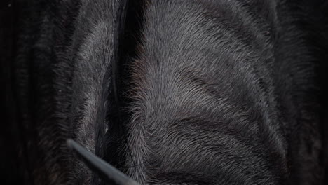close-up of wet animal fur