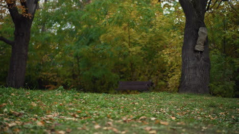 forest view with trees, greenery, dry foliage on ground, wooden bench blurred between trees, a tranquil setting capturing fall season beauty with vibrant nature and peaceful outdoor scenery