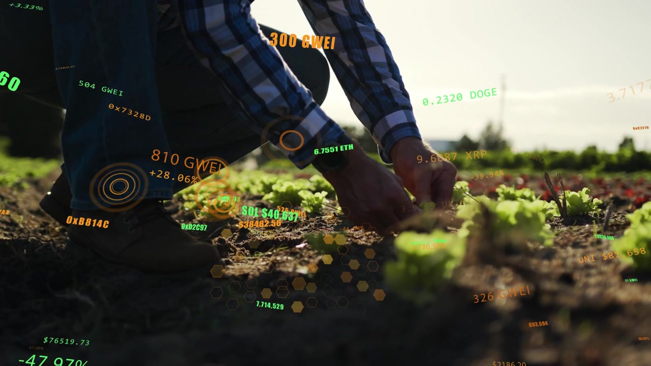 Fazendeiro ajoelhado no canteiro de plantas, mãos alcançando e plantando alface, dados de RA rastreando estatísticas da colheita