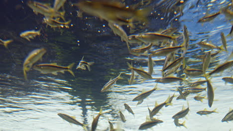 underwater shot of large school of small fishes swimming in clear waters