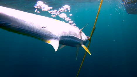 ywllowtail fish is pulled up to surface as bubbles release in deep blue water