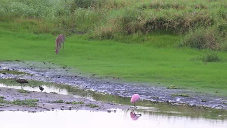 deer, spoonbill and birds eating out in their habitat at myakka state park, sarasota, florida