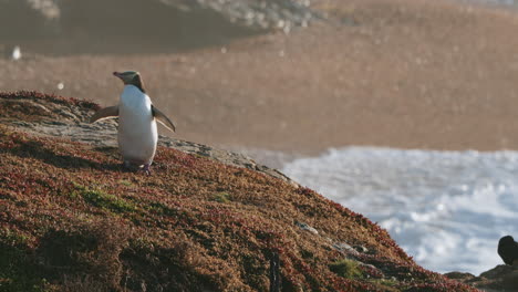 megadyptes antipodes in katiki point cliff, neuseeland - breit