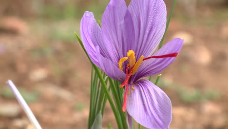 saffron flower