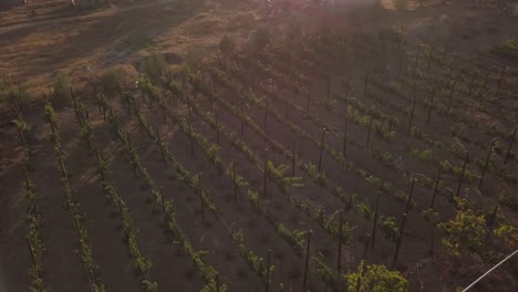 view from a drone panning slowly over a vineyard in mexico during sunset