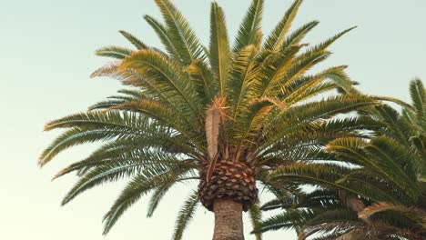 canary island date palm tree at the beach at sunset, handheld closeup tilting upward