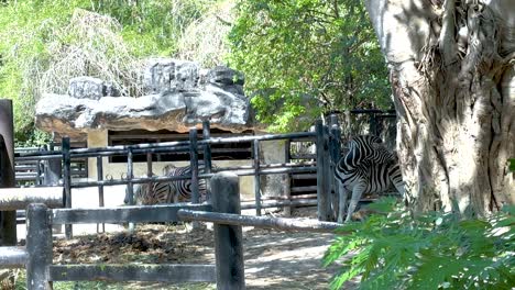 zebra standing near trees and rocks